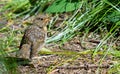 European robin fledgeling in the wild