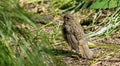 European robin fledgeling in the wild