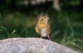 European robin fledgling Royalty Free Stock Photo