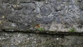 European robin with a grey background Royalty Free Stock Photo