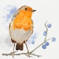 European robin - Hand-painted paper