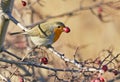 European robin with a hawthorn berries in its beak Royalty Free Stock Photo