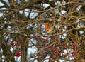 European robin hiding in branches with red berries in a cold autumn day. Royalty Free Stock Photo