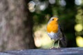 European robin looking for crumbs on the table in the park Royalty Free Stock Photo