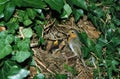 European robin at nest feeding chicks Royalty Free Stock Photo