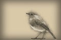 European robin. Original digital pencil drawing. Royalty Free Stock Photo