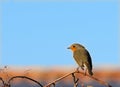 European robin perched on a branch against a backdrop of brilliant blue sky