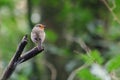 European Robin Perched on a Branch with Bokeh Foliage Behind