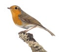 European Robin perched on a branch - Erithacus rubecula