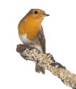 European Robin perched on a branch - Erithacus rubecula