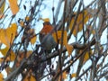 European robin perched in a tree with bright autumn leaves and a blurred background Royalty Free Stock Photo