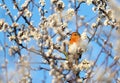 European robin perched on a tree with flourishing flowers in spring Royalty Free Stock Photo