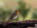 European robin perched on tree stump, observing its surroundings Royalty Free Stock Photo