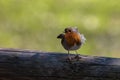 A European robin bird perched upon a wooden railing in an outdoor setting Royalty Free Stock Photo