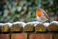 A European robin perching on a garden fence Royalty Free Stock Photo