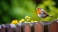 A European robin perching on a garden fence Royalty Free Stock Photo