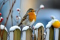 European Robin perching on a garden fence in winter Royalty Free Stock Photo