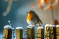 European Robin perching on a garden fence in winter Royalty Free Stock Photo