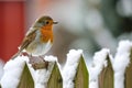 European Robin perching on a garden fence in winter Royalty Free Stock Photo