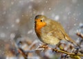 European robin perching on a tree branch in the falling snow