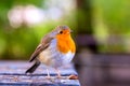 European robin posing at the edge of a table in a park Royalty Free Stock Photo