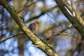 European robin posing on a lichen perch Royalty Free Stock Photo