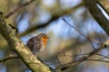 European robin posing on a lichen perch Royalty Free Stock Photo