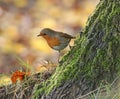 Robin on mossy tree trunk with golden background