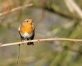 Robin perching on curved branch in sunshine