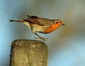 Robin flying away from post Royalty Free Stock Photo