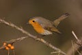 European Robin, Roodborst, Erithacus rubecula