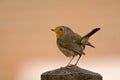 European Robin, Roodborst, Erithacus rubecula