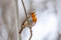 An European robin singing its heart out