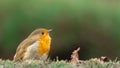 European robin Royalty Free Stock Photo