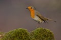 European robin sitting in a branch covered withe green moss from side view
