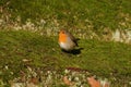 European robin sitting on some moss Royalty Free Stock Photo