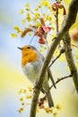 The European robin, a small cute bird Royalty Free Stock Photo