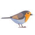 European robin is a small insectivorous passerine bird that belongs to the chat subfamily flycatcher family. Bird