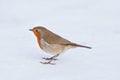 A European Robin on snow Royalty Free Stock Photo