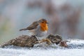 European robin on the snowy ground