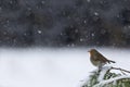 European robin, in a snowy landscape