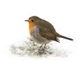 European robin standing in snow Royalty Free Stock Photo