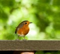 European Robin on table Royalty Free Stock Photo