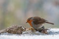European robin in winter looking for food Royalty Free Stock Photo