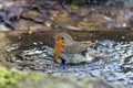 European robin & x28;Erithacus rubecula& x29; taking bath in puddle, profi Royalty Free Stock Photo
