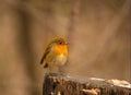 European robin (Erithacus rubecula) on the tree stump with blurred background Royalty Free Stock Photo