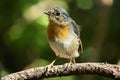 European robinE. rubecula