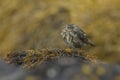 Rock pipit resting on the seaweed