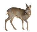 European Roe Deer, Capreolus capreolus Royalty Free Stock Photo