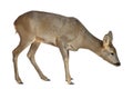 European Roe Deer, Capreolus capreolus Royalty Free Stock Photo